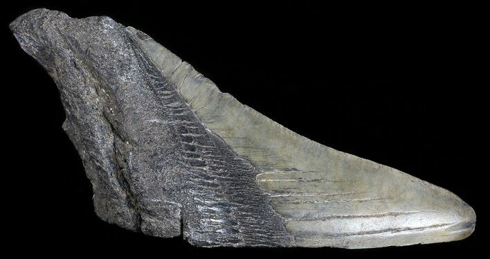 Fossil Megalodon Tooth Paper Weight #70543